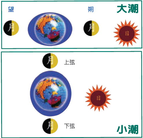 這是大潮和小潮的示意圖，大潮時地球、月球和太陽的位置會連成一直線，而小潮時，地球、月球和太陽的位置則會連成一個直角。
